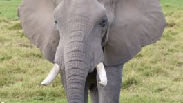 The Amazing African Safari – Part One